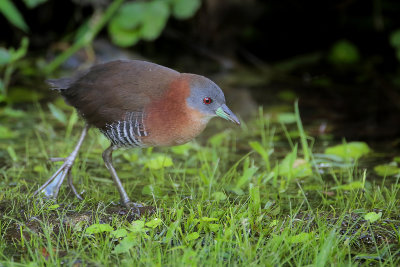 White-throated Crake