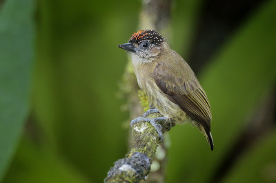 Olivaceous Piculet