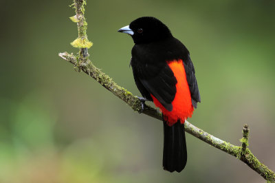 Scarlet-rumped Tanager