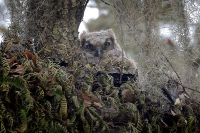 Great Horned Owl