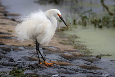 Snowy Egret