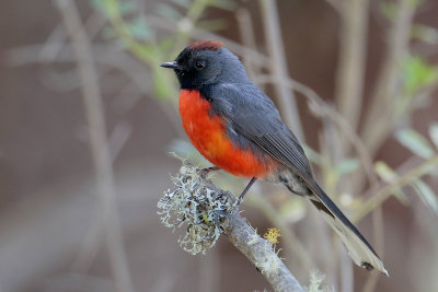 Slate-throated Redstart