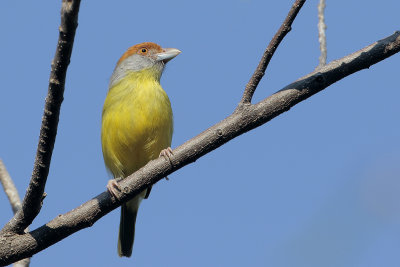 Rufous-browed Peppershrike