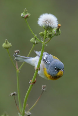 Northern Parula