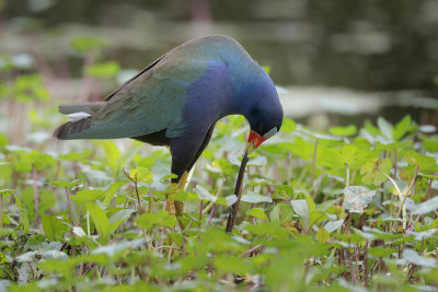 Purple Gallinule w/Snake