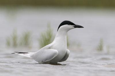 Gull-billed Tern