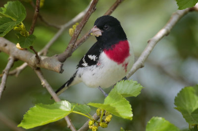 Rose-breasted Grosbeak