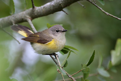 American Redstart