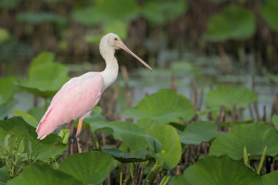 Roseate Spoonbill