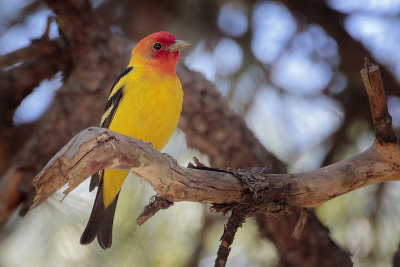 Western Tanager