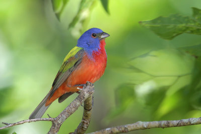 Painted Bunting