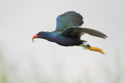 Purple Gallinule