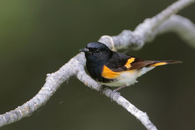 American Redstart