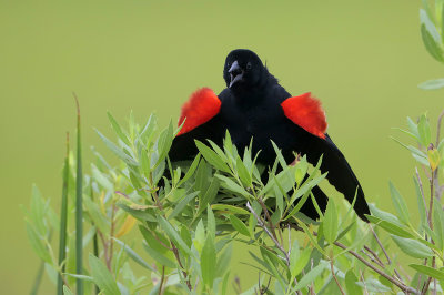 Red-winged Blackbird