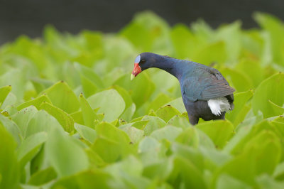 Purple Gallinule