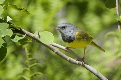 Mourning Warbler