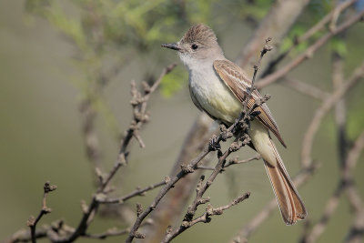 Ash-throated Flycatcher