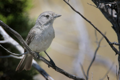 Gray Vireo