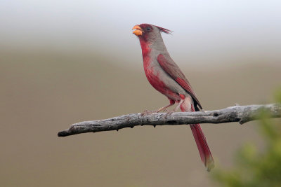 Pyrrhuloxia