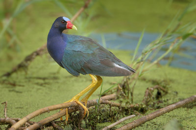 Purple Gallinule