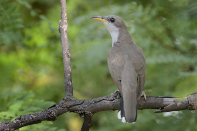 Yellow-billed Cuckoo