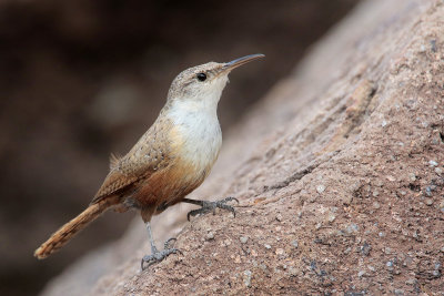 Canyon Wren