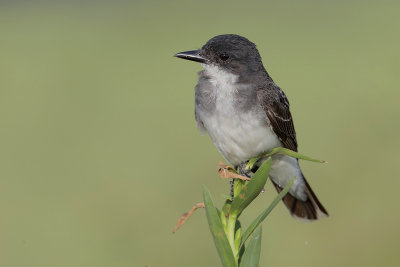 Eastern Kingbird