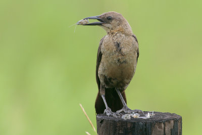 Great-tailed Grackle