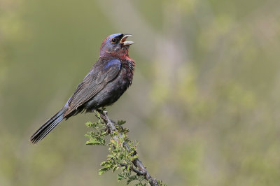 Varied Bunting