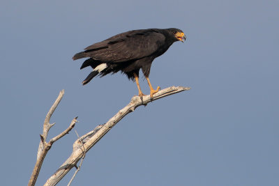 Common Black Hawk