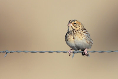 Bairds Sparrow