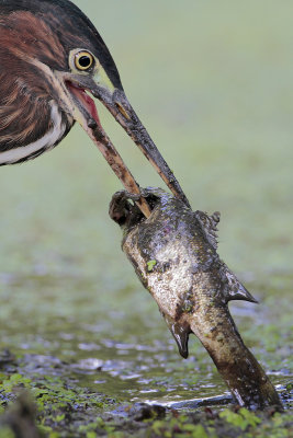 Green Heron