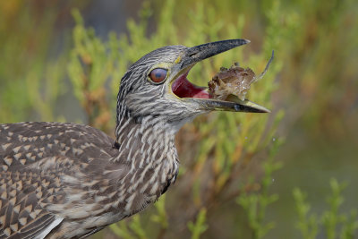 Yellow-crowned Night Heron