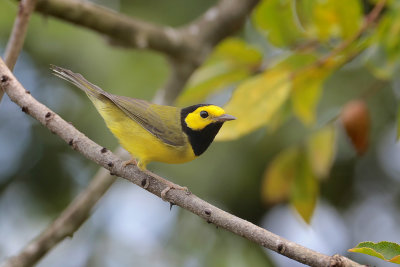 Hooded Warbler