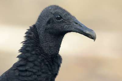 Black Vulture