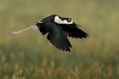 Black-necked Stilt