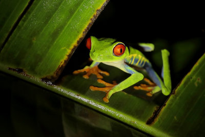 Red-eyed Tree Frog