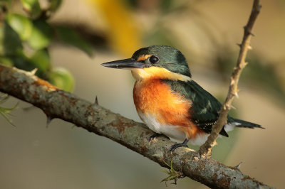 American Pygmy Kingfisher