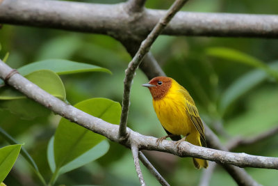 Yellow Warbler (Mangrove Warbler)