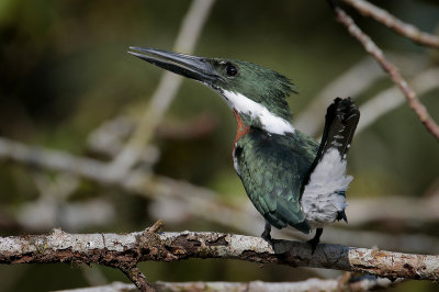 Amazon Kingfisher