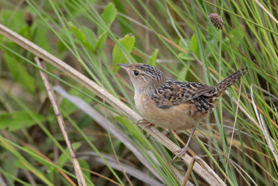 Sedge Wren