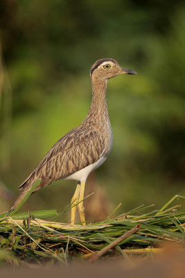 Double-striped Thick-knee