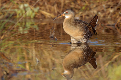 Clapper Rail