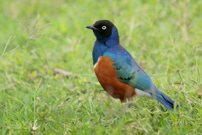 Superb Starling