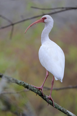 White Ibis