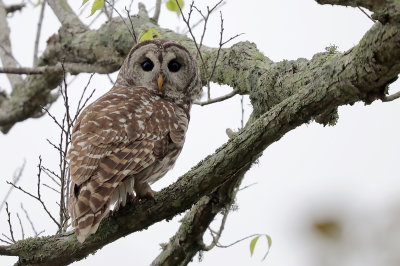 Barred Owl