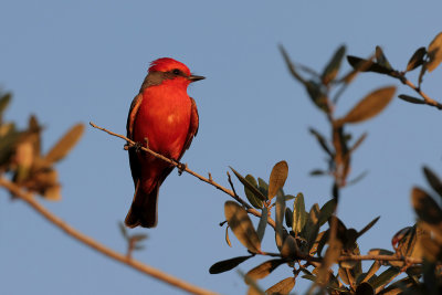 Vermilion Flycatcher