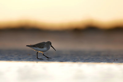 Dunlin