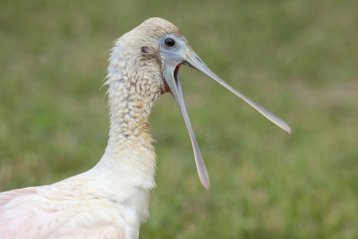 Roseate Spoonbill