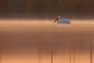 American White Pelican